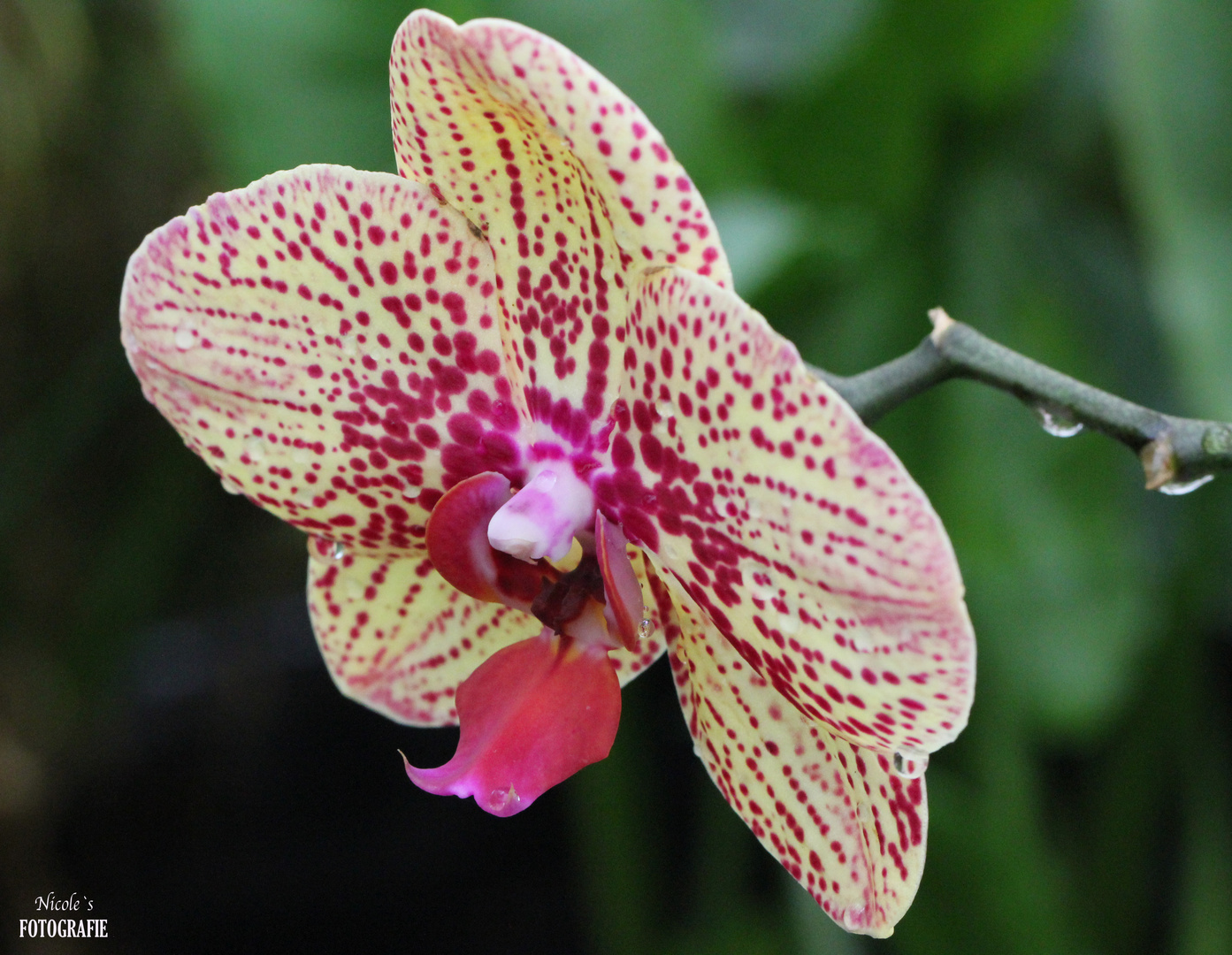 Da glitzern noch Wassertropfen an dieser wunderschönen Blüte