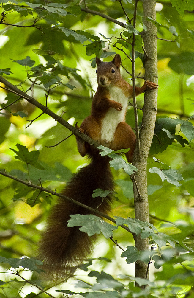 da guckscht - gell ?