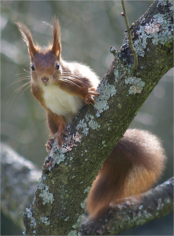 Da guckst du! Noch ein Eichhörnchen...