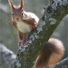 Da guckst du! Noch ein Eichhörnchen...