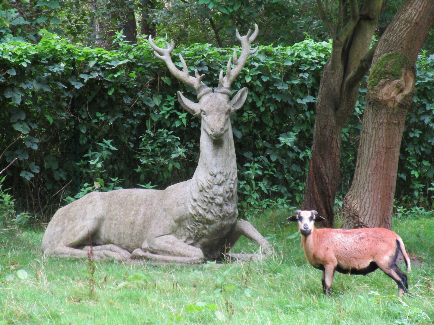 Da guckst du wie ein Hirsch