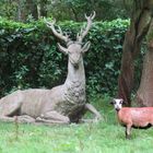 Da guckst du wie ein Hirsch