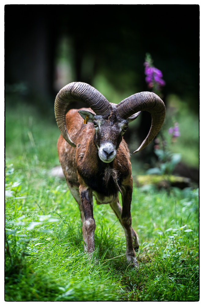 da guckste - gä