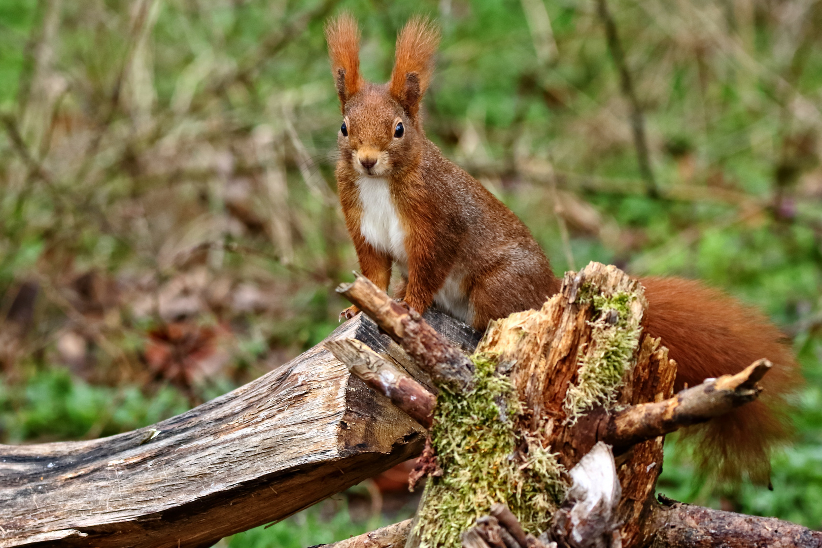 "Da guckste ...Waa"