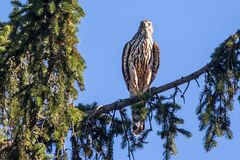 "Da Guckste was ..."? (Dokubild)