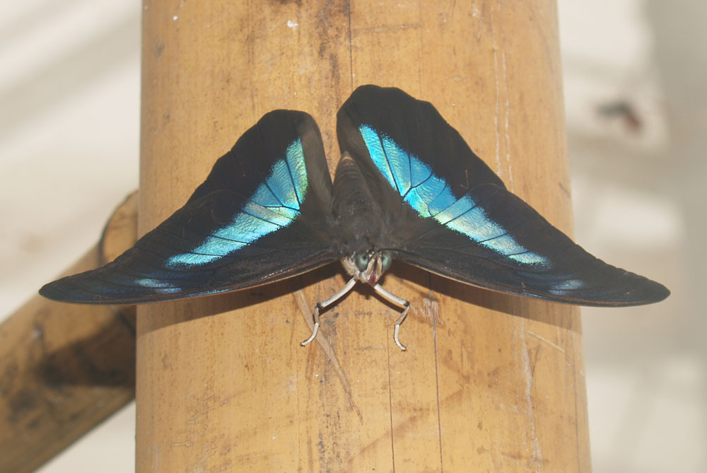 Da guckt der Schmetterling