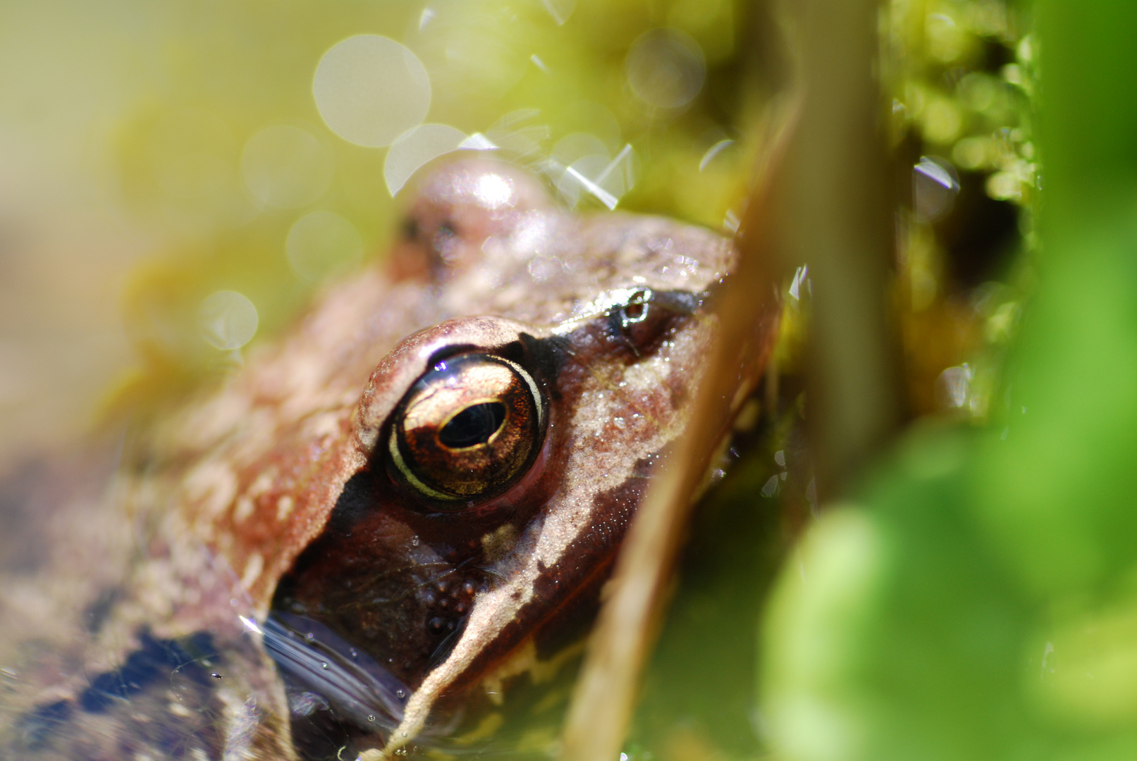 Da guckt er, der Grasfrosch!