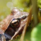 Da guckt er, der Grasfrosch!