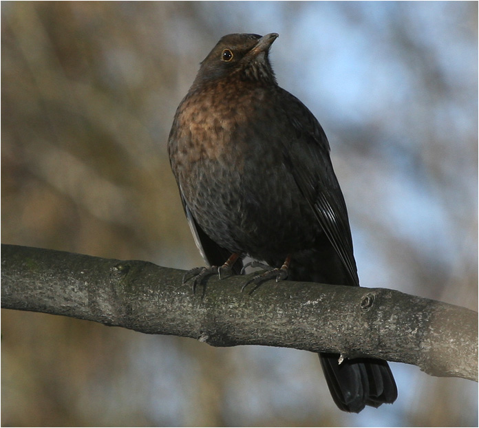 da guckt er...