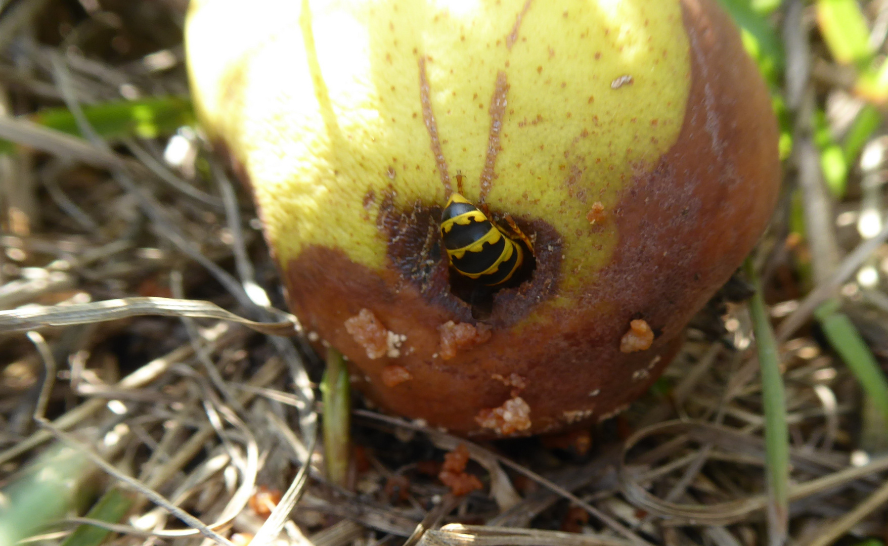 Da guckt nur noch das Hinterteil raus ;-)