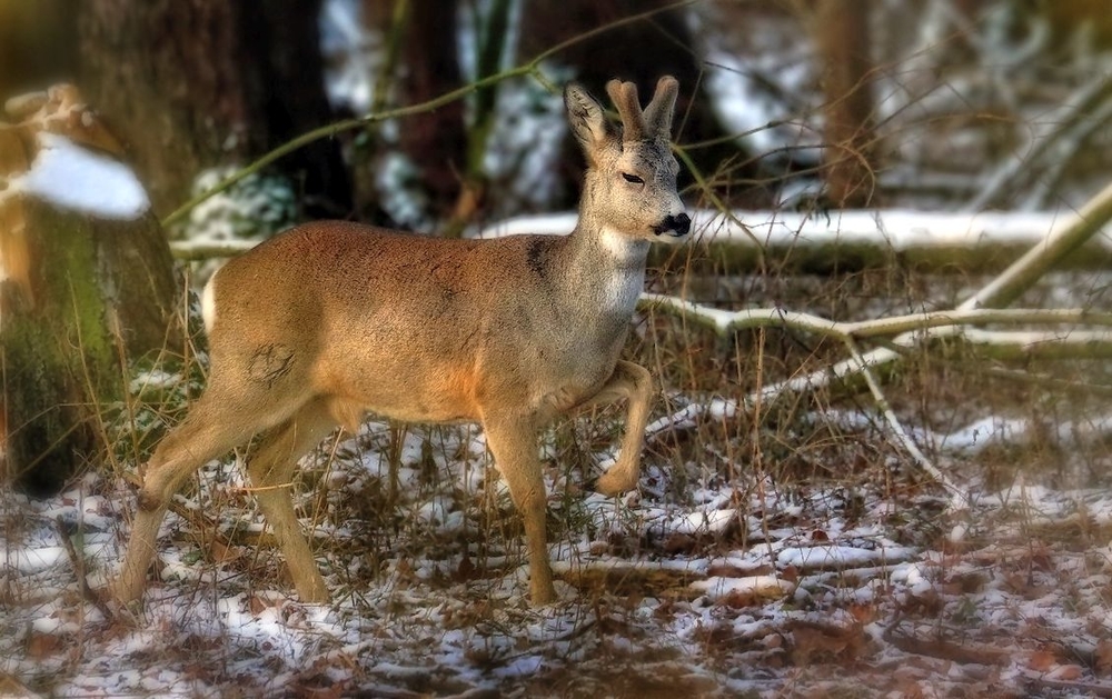 "Da hab ich aber einen BOCK geschossen" (+ schlechter Erfahrung)