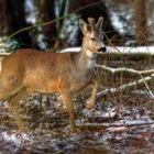 "Da hab ich aber einen BOCK geschossen" (+ schlechter Erfahrung)