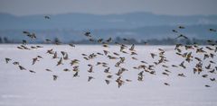 "DA HAB ICH AUFGEHÖRT ZU ZÄHLEN"