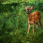 "Da hab ich ein BOCK GESCHOSSEN ..."