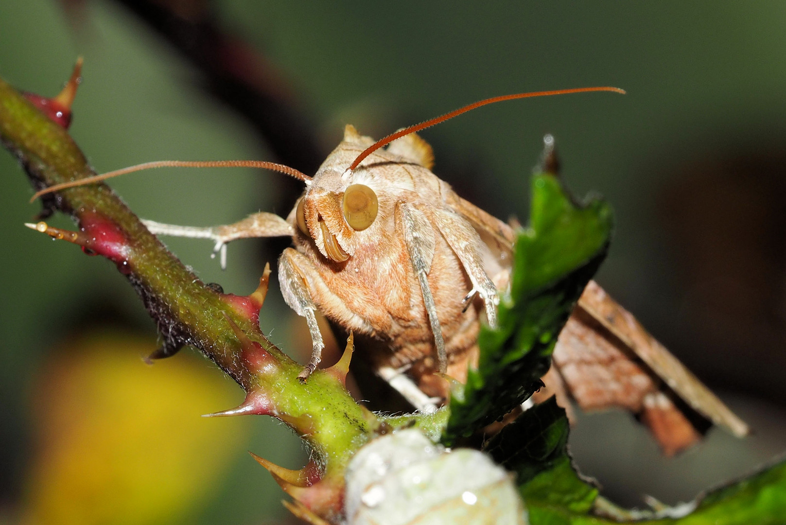 Da hab ich mir was ins Terrarium eingeschleppt…