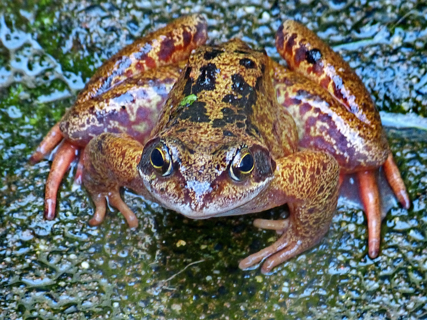 Da hab ich nochmal Glück gehabt Frosch 2