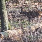 "Da hab ich wieder einen BOCK geschossen"