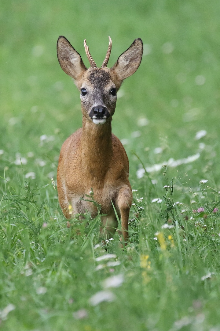 "Da hab ich wieder einen BOCK geschossen"