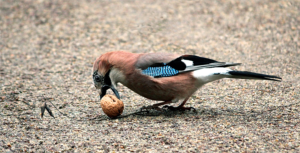 &hellip;da habe ich Foto &amp; Bild | tiere, wildlife, wild lebende vögel Bilder