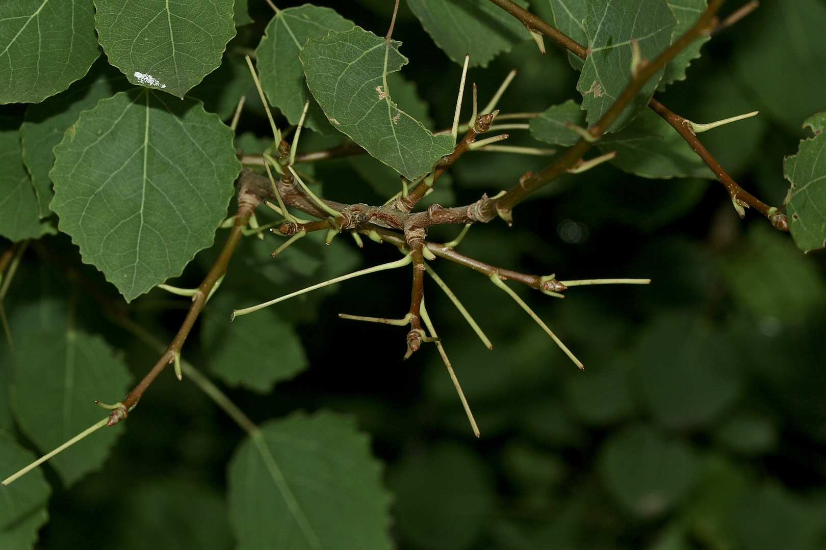 Da haben die beiden Raupen des Großen Gabelschwanzes (Cerura vinula) ...