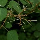 Da haben die beiden Raupen des Großen Gabelschwanzes (Cerura vinula) ...