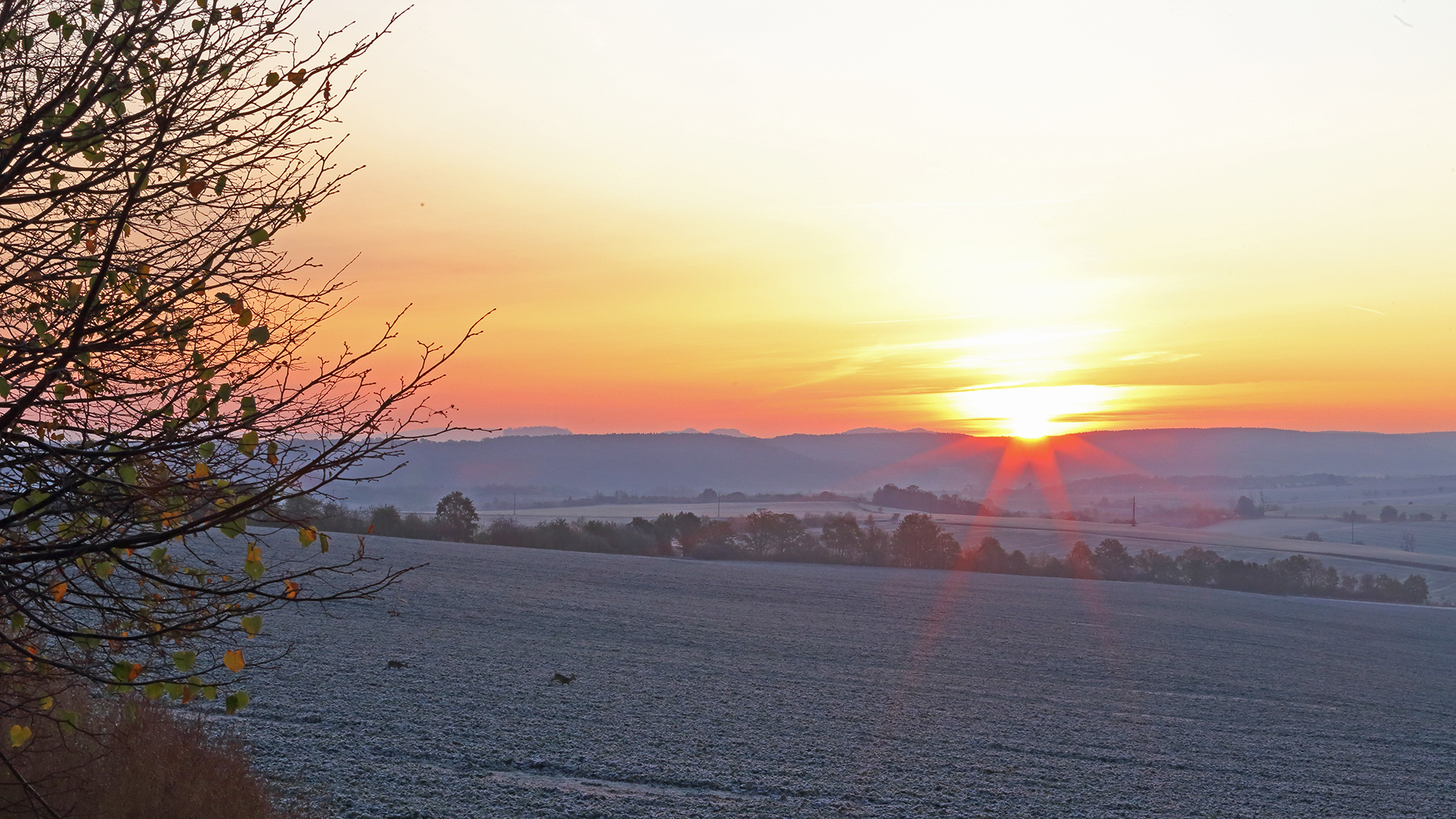 Da haben die beiden Rehe gestaunt über den Reif und den ersten Frost...