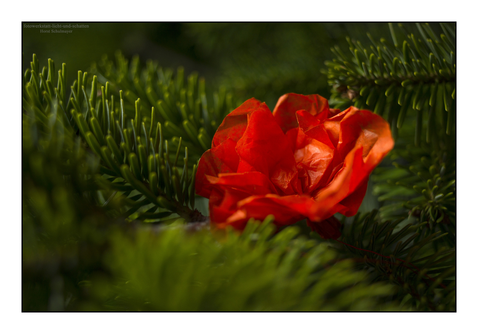 Da haben die Dornen Rosen getragen ...