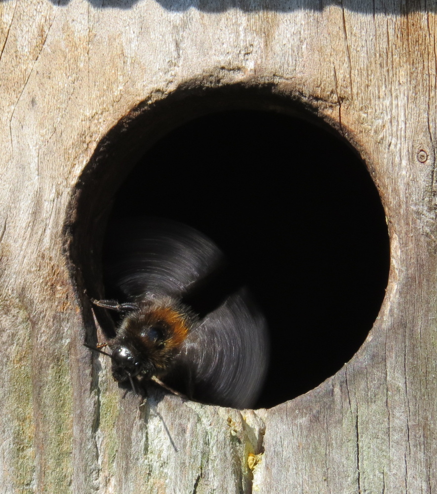 Da haben Hummeln im Vogelnistkasten ihr Nest gebaut