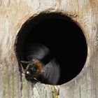 Da haben Hummeln im Vogelnistkasten ihr Nest gebaut