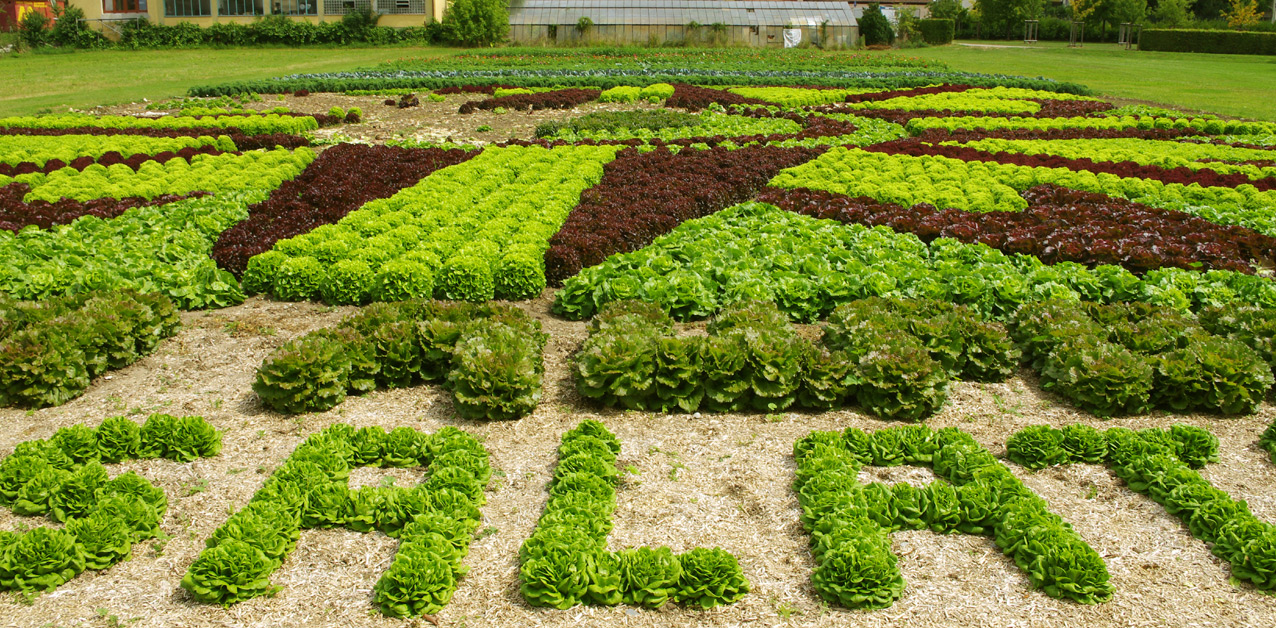 Da haben wir den Salat..