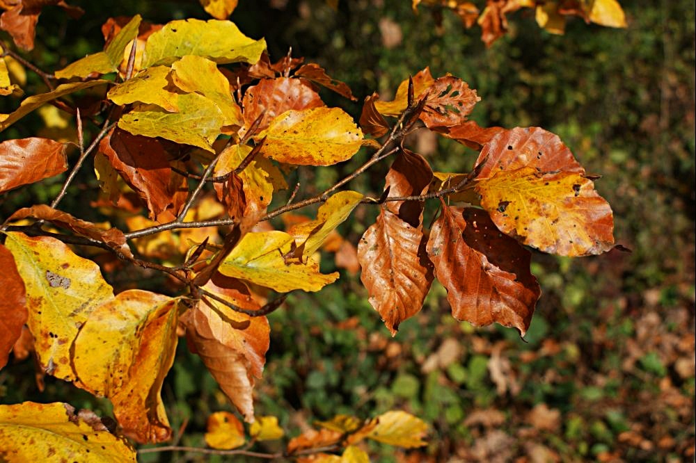 da hängen noch die letzten herbstblätter am ast .