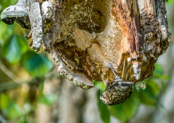 "Da hängt doch was ...."?