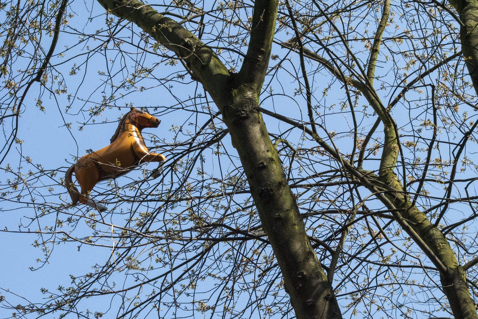 Da hängt ein Pferd im Baum II