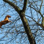 Da hängt ein Pferd im Baum II