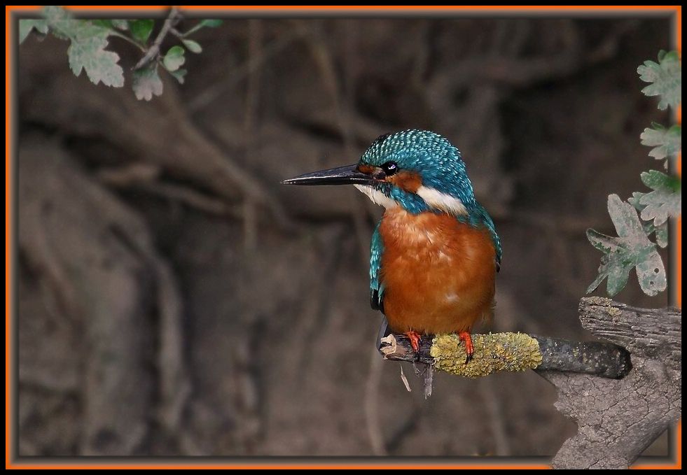 "Da hätt ich noch'n Eisvogel - Bild" .... ja schon wieder, ich weiß