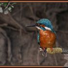 "Da hätt ich noch'n Eisvogel - Bild" .... ja schon wieder, ich weiß