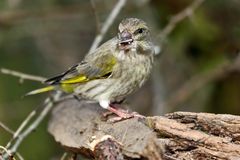 Da hätt ich noch'n Grünfink