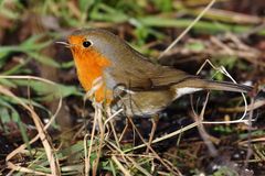 "Da hätt ich noch'n Rotkehlchen"