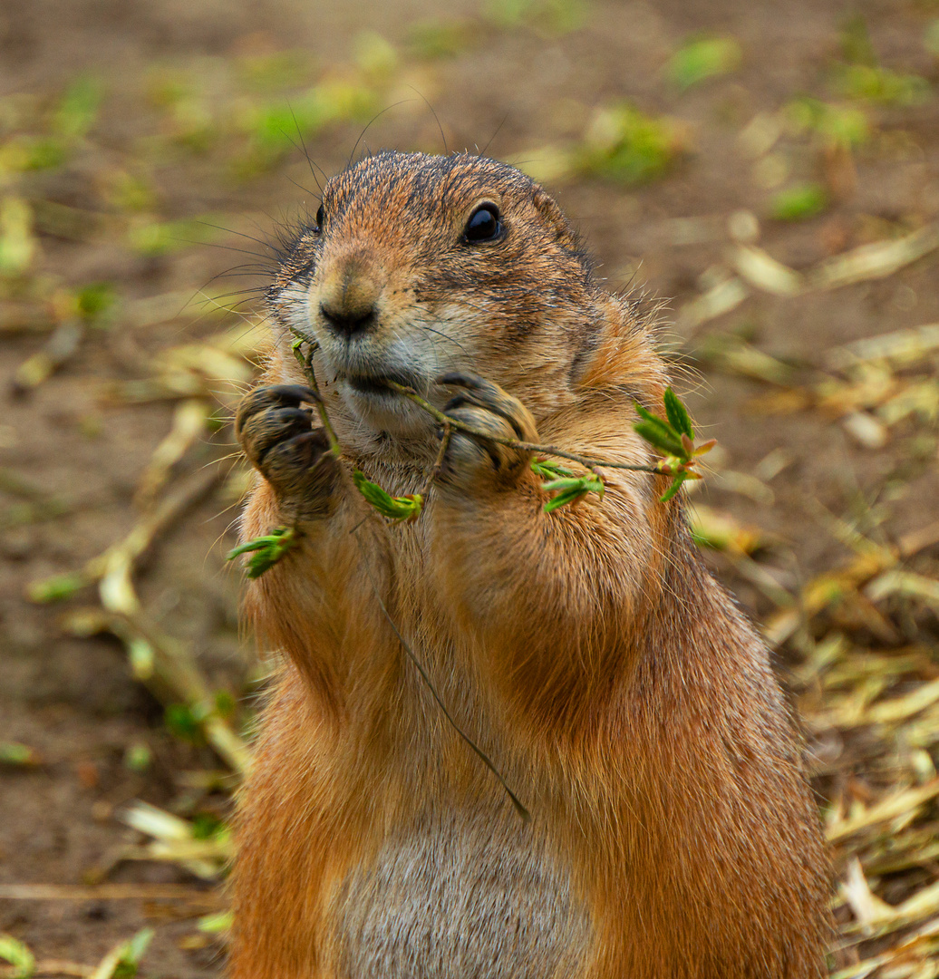 Da hat aber jemand Hunger...