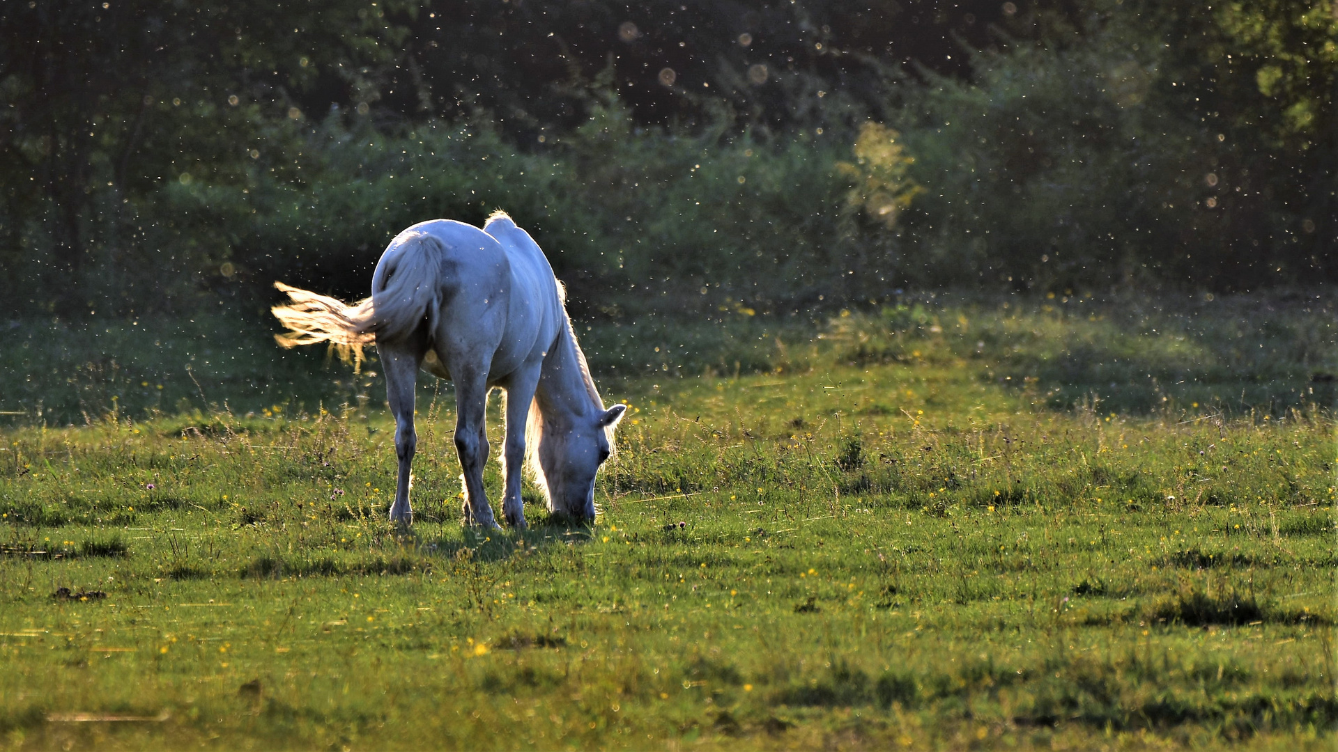 da hat das weiße pferd sich..........