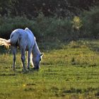 da hat das weiße pferd sich..........