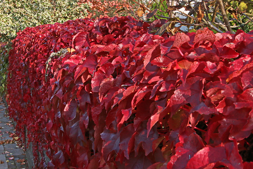 da hat der Herbst tief in die rote Farbe gegriffen