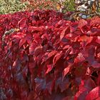 da hat der Herbst tief in die rote Farbe gegriffen