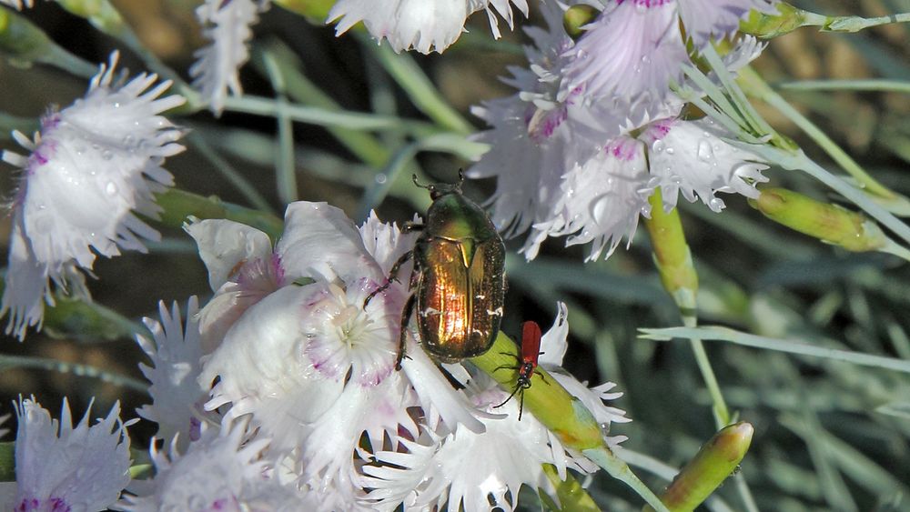 Da hat der Lilienstecher Glück gehabt das ich Ihn gestern  zu Pfingsten erst zu Hause....