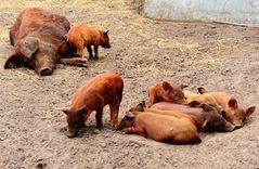 Da hat die Sau aber Schwein gehabt 