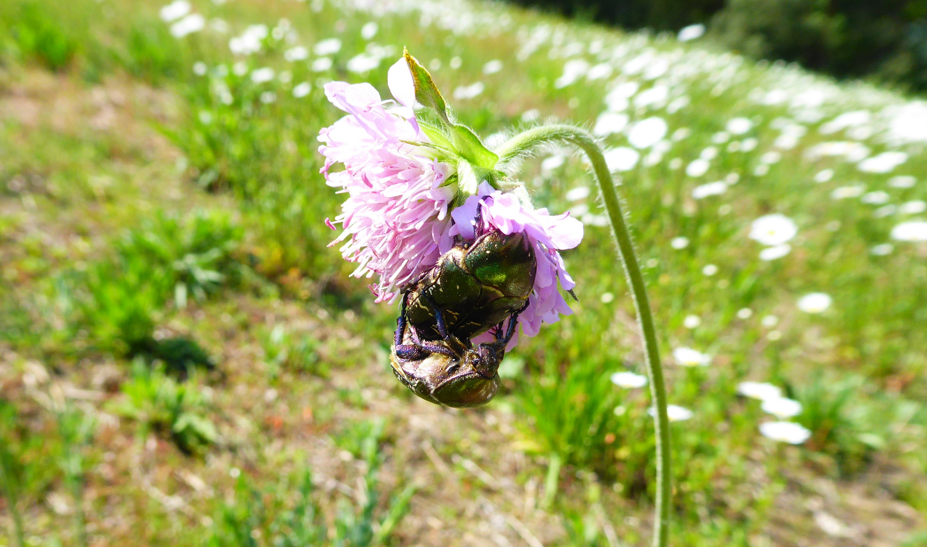 Da hat die Scabiosa schwer zu tragen