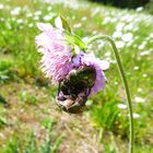 Da hat die Scabiosa schwer zu tragen