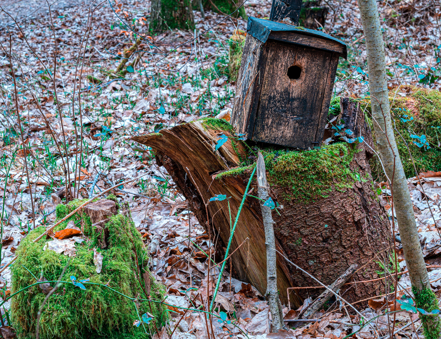 Da hat doch einer den Baum geklaut!