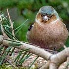 "Da hat er aber Geguckt" (leider wieder mit ISO 10000)