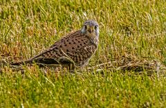 "DA HAT ER UND AUCH ICH GEGUCKT"